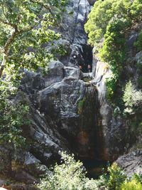 Scenic view of waterfall in forest