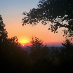 Silhouette of trees at sunset