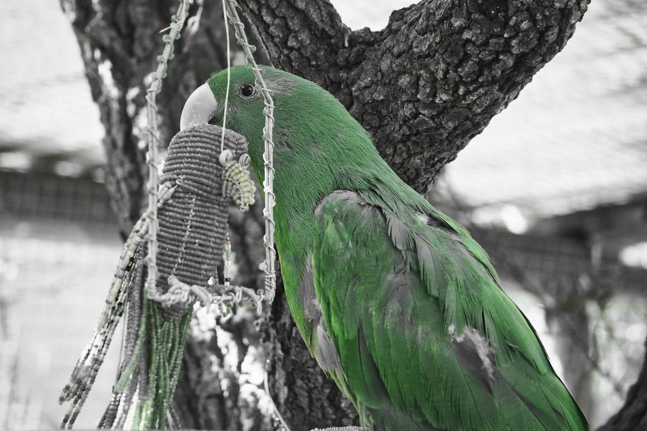 CLOSE-UP OF BIRD PERCHING ON TREE TRUNK