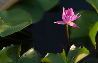 Close-up of pink water lily in pond