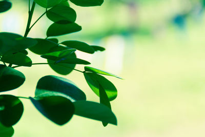 Close-up of plant