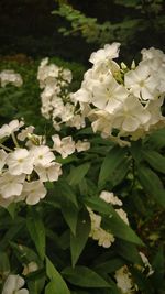 Close-up of white flowers