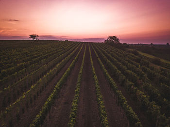 Scenic view of agricultural field against sky during sunset