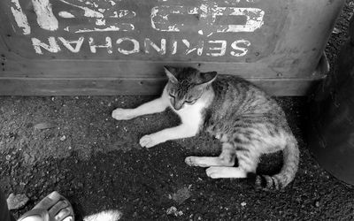 Cat sitting outdoors