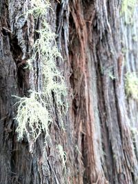 Close-up of moss on tree trunk