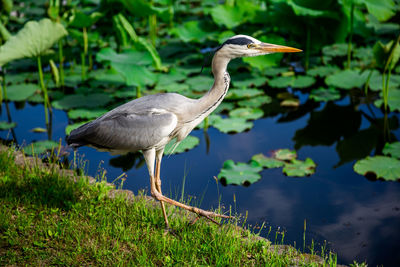 High angle view of gray heron in lake