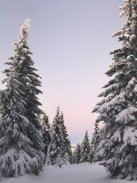 Trees on snow covered landscape against clear sky