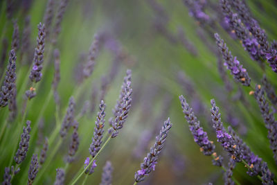 Close-up of purple flowering plants on field