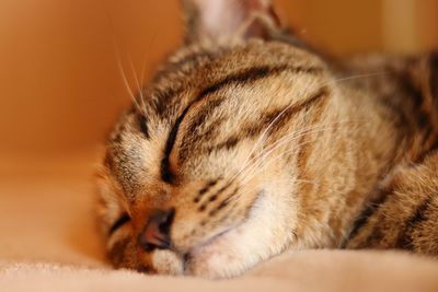 Close-up of cat sleeping