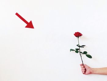 Close-up of red flowers over white background