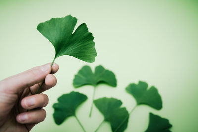 Close-up of hand holding plant against white background