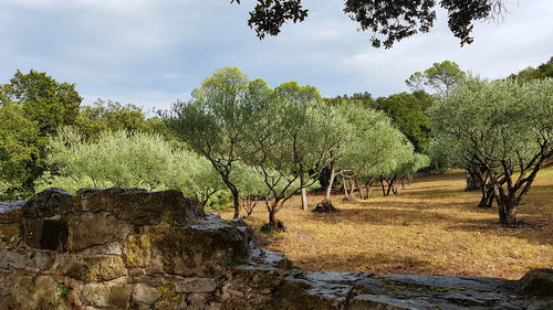 Trees on field against sky