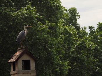 Bird perching on a tree