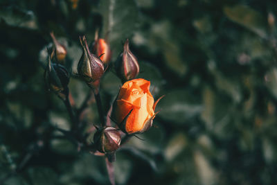 Close-up of orange rose flower