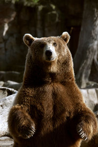 Close-up of bear