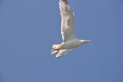 Low angle view of seagull flying in sky