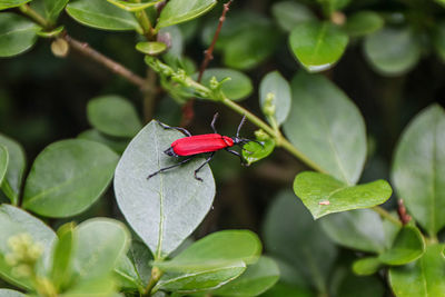 Close-up of insect on plant