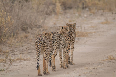 Cat walking in a field