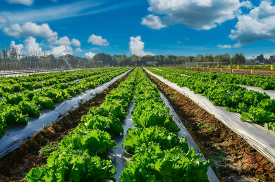 Agricultural industry. growing salad lettuce on field with blue sky