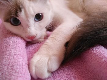 Close-up of cat lying down