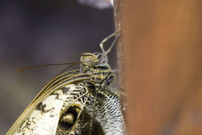 Close-up of butterfly