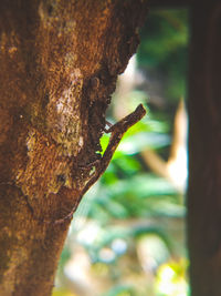 Close-up of bird perching on tree trunk