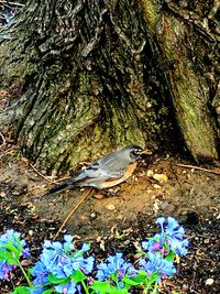 High angle view of bird perching on tree