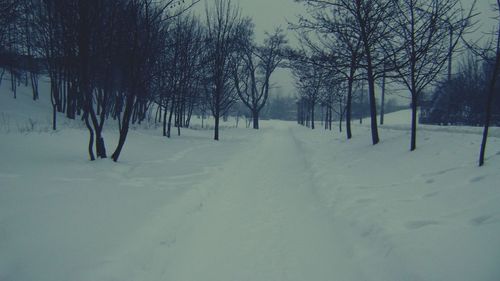 Bare trees on snow covered landscape