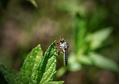 Close-up of insect on leaf