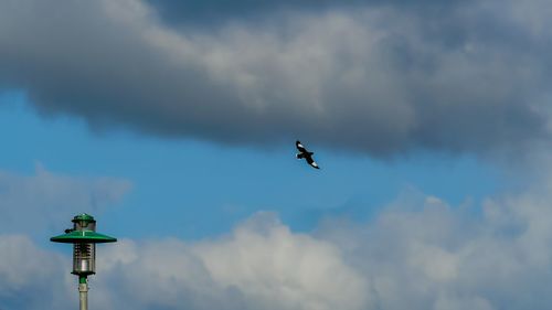 Low angle view of bird flying against sky