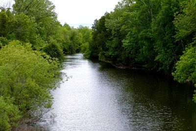 Scenic view of river with trees in background