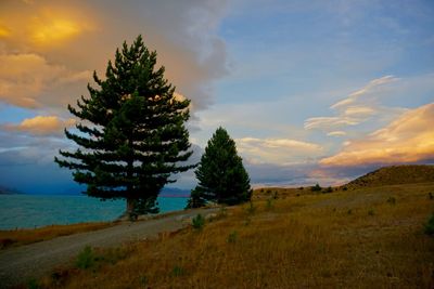 Tree on field against sky during sunset