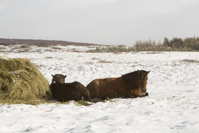 Hay feeding for a herd of icelandic horses in winter