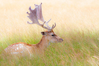 Deer on a field