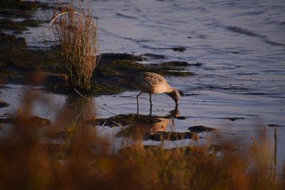 View of bird on beach