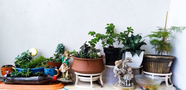 Potted plants on table against wall