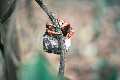 Close-up of insect on leaf
