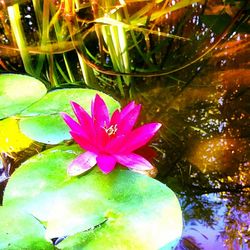 Close-up of flower blooming outdoors