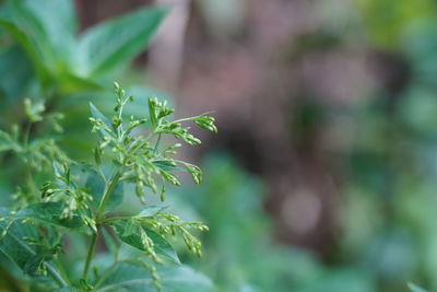 Close-up of fresh green plant