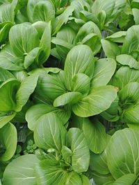 Full frame shot of green leaves