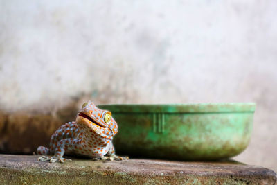 Close-up of frog on rock