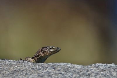 Close-up of lizard on rock