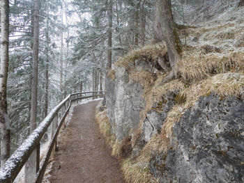 Dirt road amidst trees in forest during winter