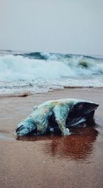 View of crab on beach