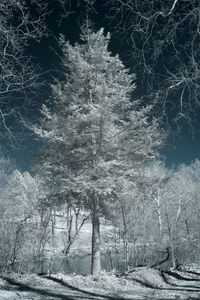 View of trees on snow covered land