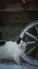 High angle view of cat