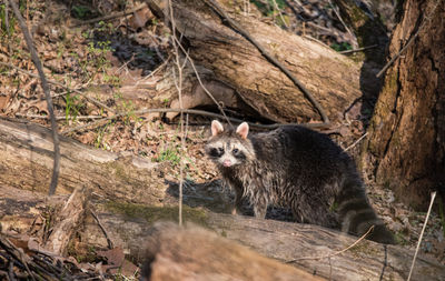 Portrait of racoon in a forest