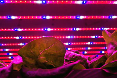 Close-up of multi colored lights