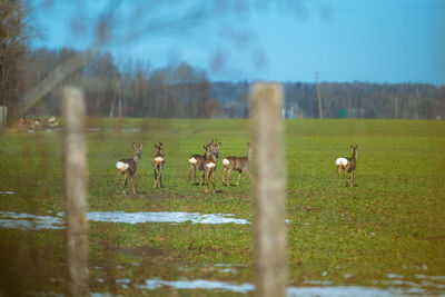 Horses in a field