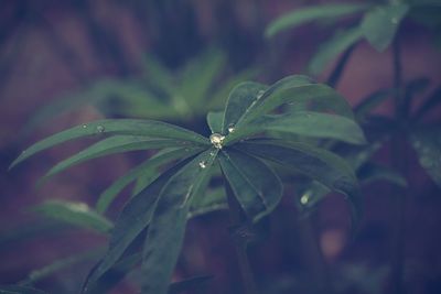 Close-up of wet plant